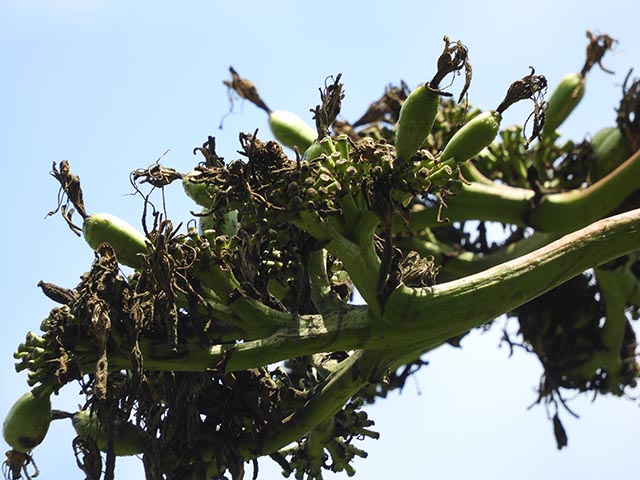 Agave americana (American century plant) #65194