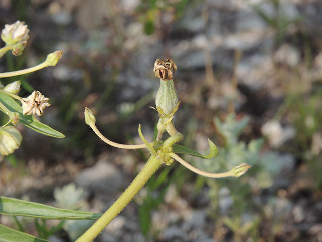 Asclepias asperula ssp. capricornu (Antelope-horns) #65872