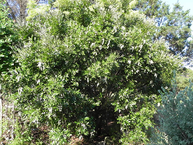 Sophora secundiflora (Texas mountain laurel) #65930