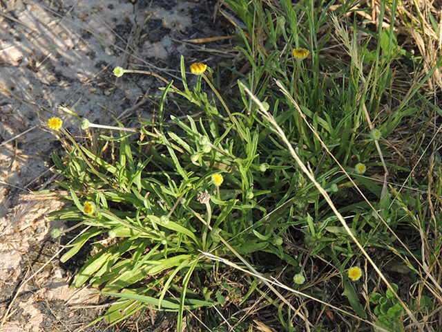 Tetraneuris linearifolia var. linearifolia (Fineleaf fournerved daisy) #66129