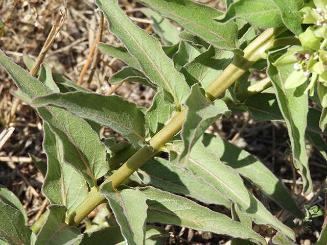 Asclepias viridis (Green milkweed) #66189