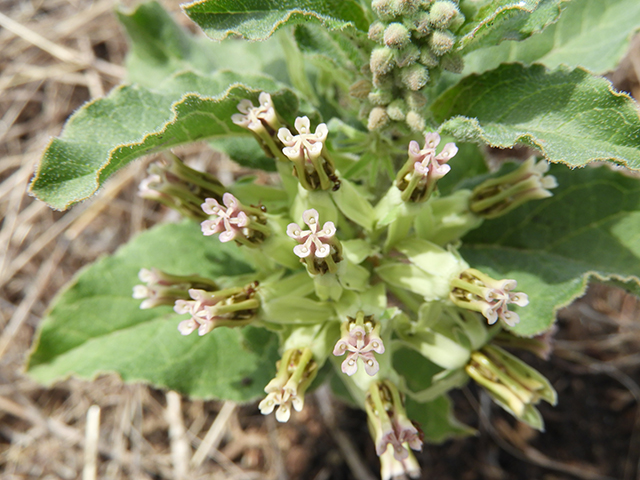 Asclepias oenotheroides (Zizotes milkweed) #66205