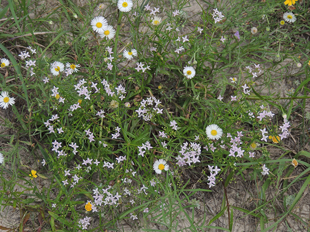 Stenaria nigricans var. nigricans (Diamondflowers) #66207