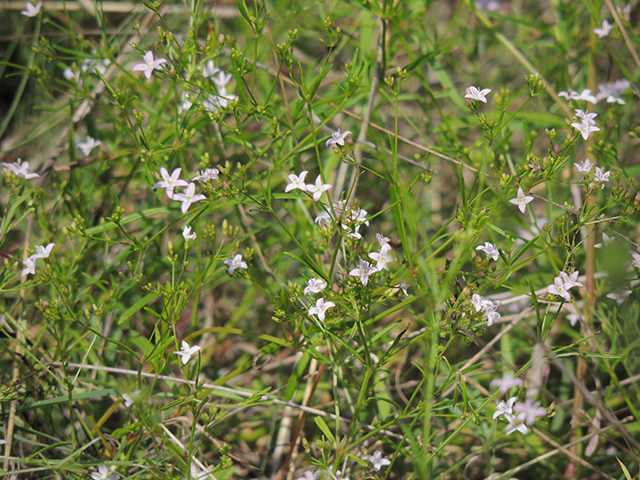 Stenaria nigricans var. nigricans (Diamondflowers) #66209