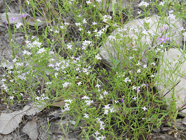 Stenaria nigricans var. nigricans (Diamondflowers) #66216