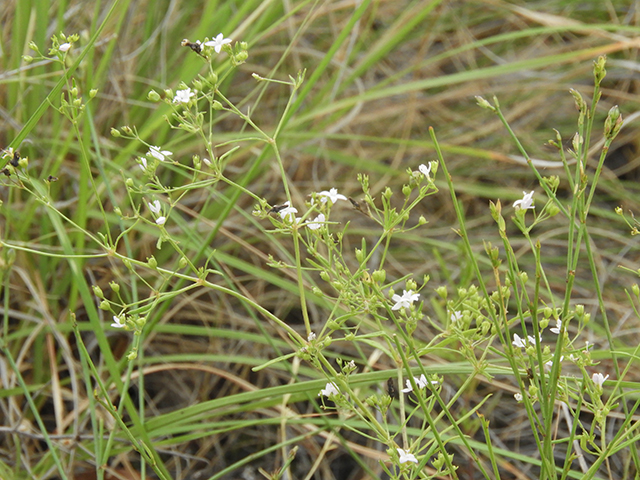 Stenaria nigricans var. nigricans (Diamondflowers) #66223