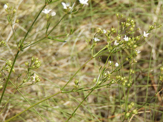 Stenaria nigricans var. nigricans (Diamondflowers) #66227