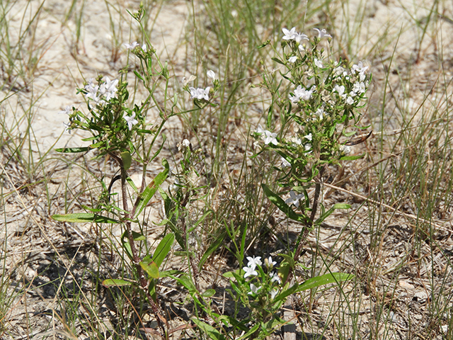 Stenaria nigricans var. nigricans (Diamondflowers) #66264