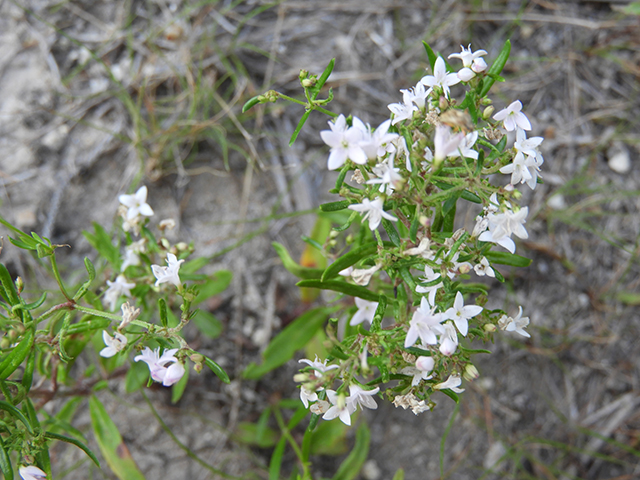 Stenaria nigricans var. nigricans (Diamondflowers) #66265