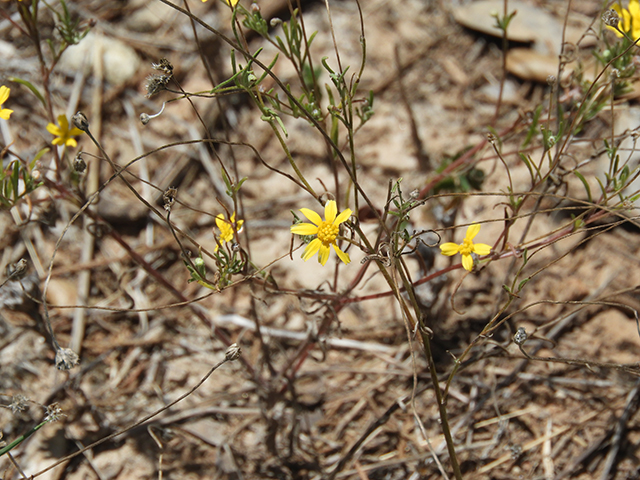 Tetraneuris linearifolia var. linearifolia (Fineleaf fournerved daisy) #88684