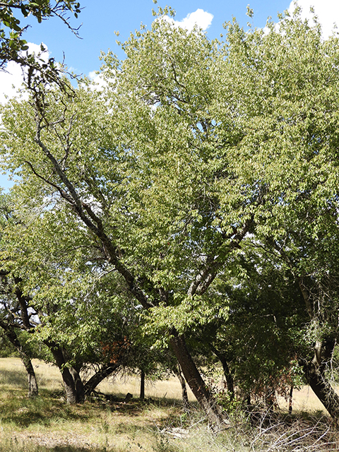 Prunus serotina var. eximia (Escarpment black cherry) #88709