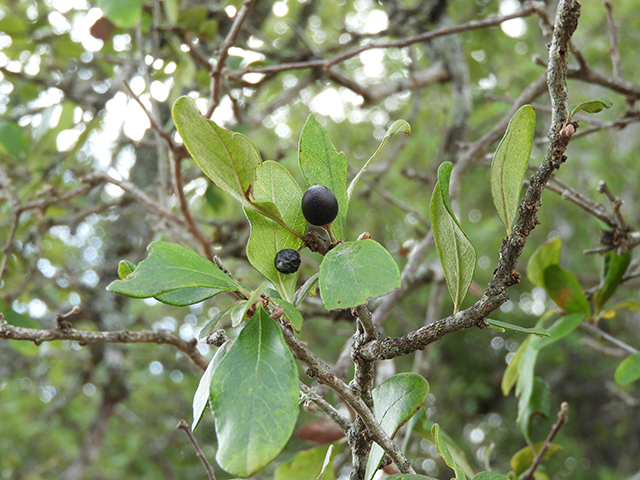 Sideroxylon lanuginosum ssp. rigidum (Gum bully) #88763