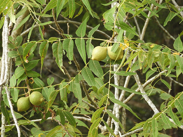 Juglans microcarpa (Little walnut) #88776
