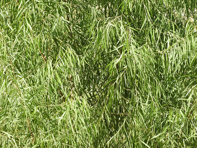 Salix nigra (Black willow) #88789