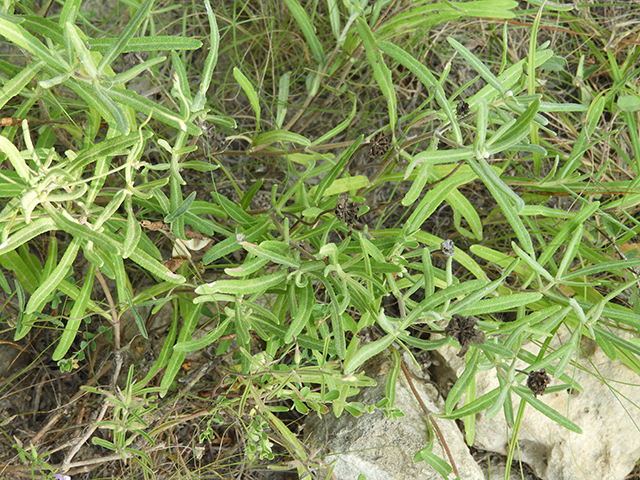 Melampodium leucanthum (Blackfoot daisy) #88796