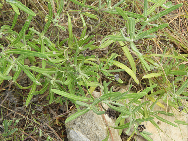 Melampodium leucanthum (Blackfoot daisy) #88800