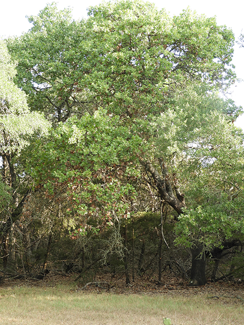 Quercus marilandica (Blackjack oak) #88808