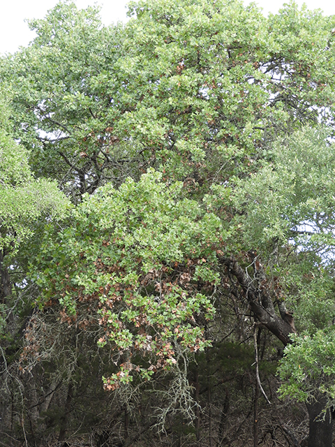 Quercus marilandica (Blackjack oak) #88809