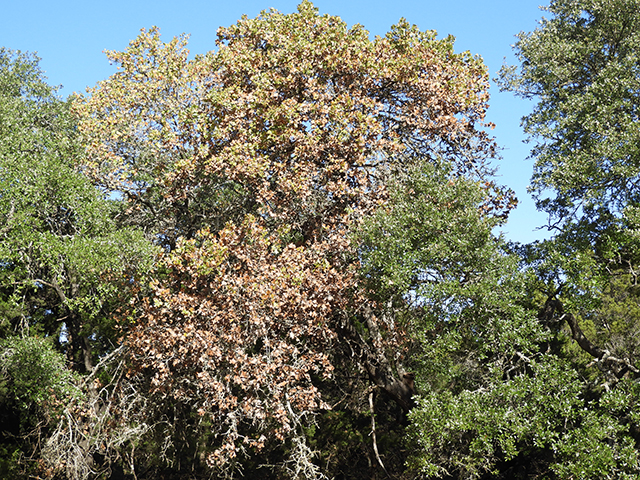 Quercus marilandica (Blackjack oak) #88822