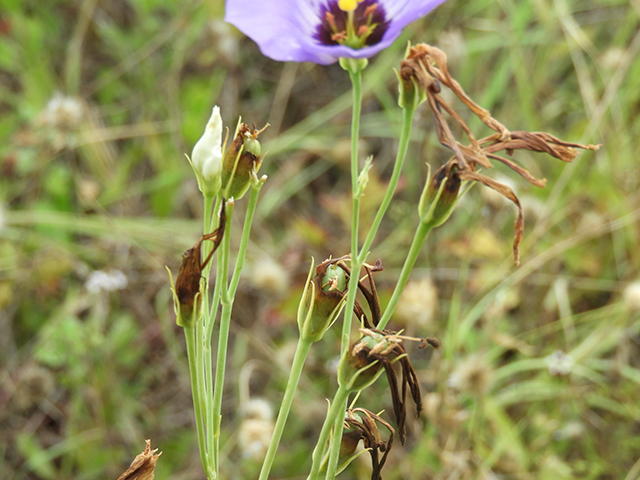 Eustoma exaltatum ssp. russellianum (Texas bluebells) #88838