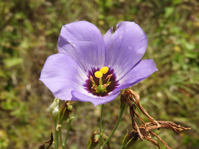 Eustoma exaltatum ssp. russellianum (Texas bluebells) #88840