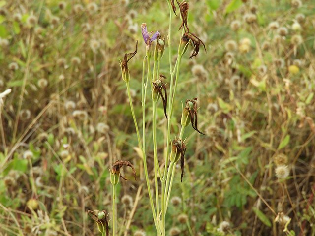 Eustoma exaltatum ssp. russellianum (Texas bluebells) #88845