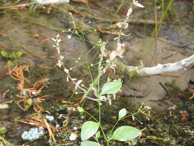 Samolus valerandi ssp. parviflorus (Seaside brookweed) #88915