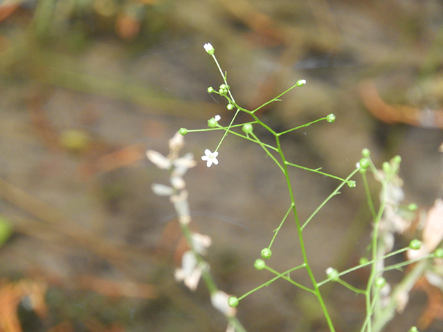 Samolus valerandi ssp. parviflorus (Seaside brookweed) #88916
