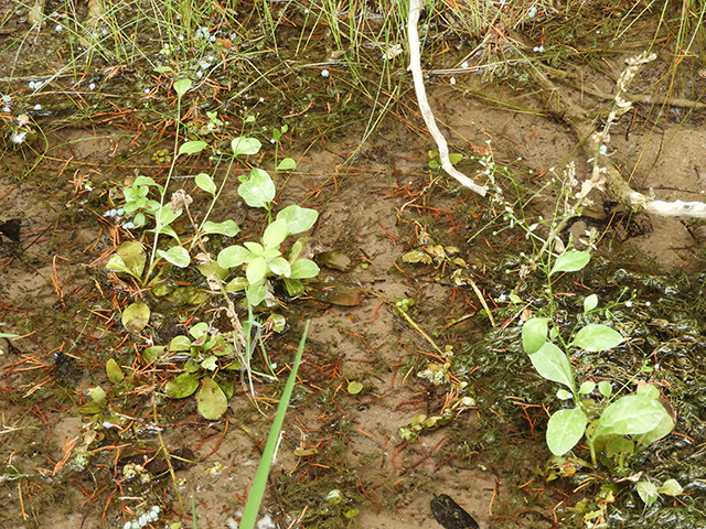 Samolus valerandi ssp. parviflorus (Seaside brookweed) #88917