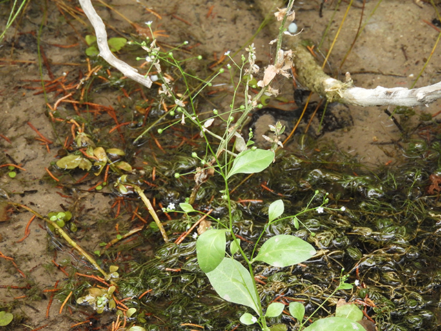 Samolus valerandi ssp. parviflorus (Seaside brookweed) #88919