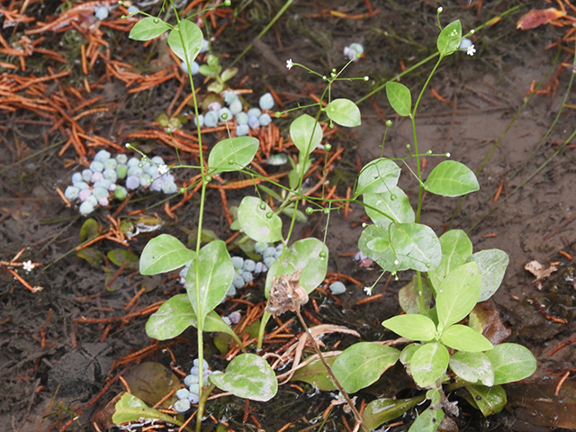 Samolus valerandi ssp. parviflorus (Seaside brookweed) #88920
