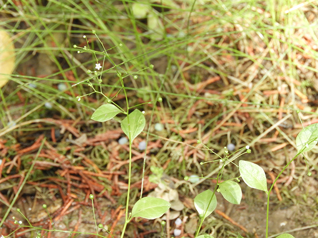 Samolus valerandi ssp. parviflorus (Seaside brookweed) #88921