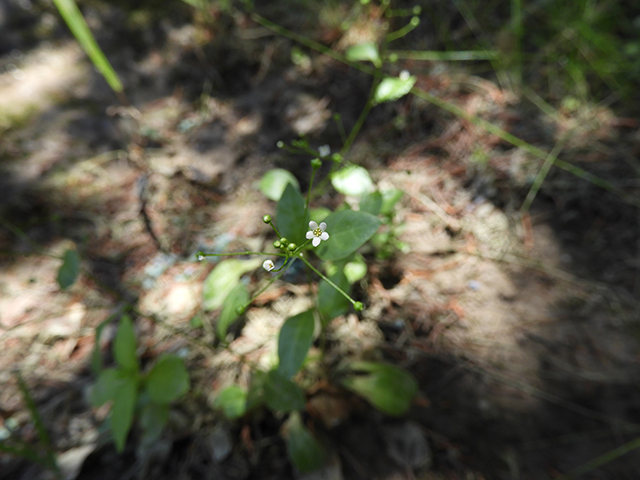 Samolus valerandi ssp. parviflorus (Seaside brookweed) #88922