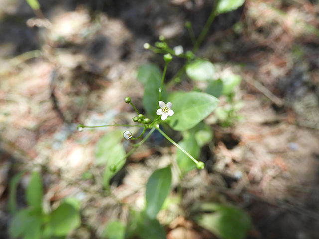 Samolus valerandi ssp. parviflorus (Seaside brookweed) #88923