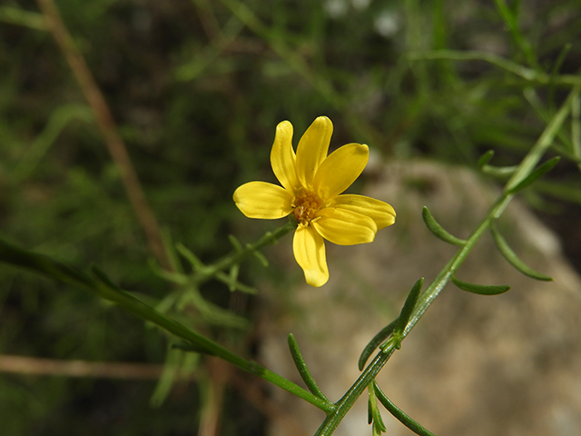 Amphiachyris amoena (Texas broomweed) #88927