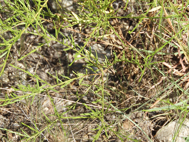 Amphiachyris amoena (Texas broomweed) #88930