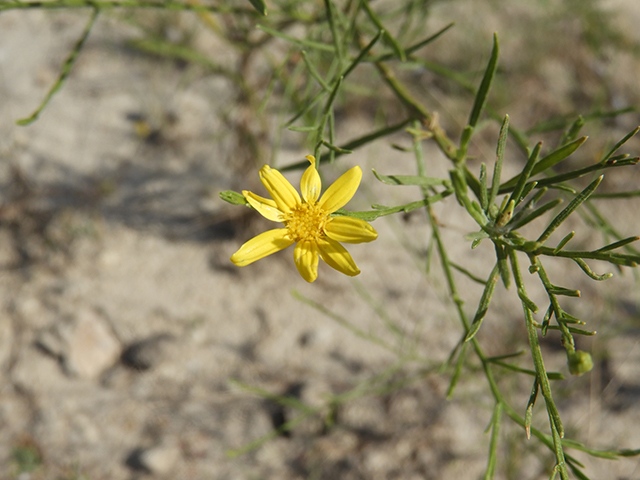 Amphiachyris amoena (Texas broomweed) #88935
