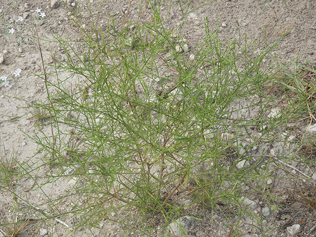 Amphiachyris amoena (Texas broomweed) #88944