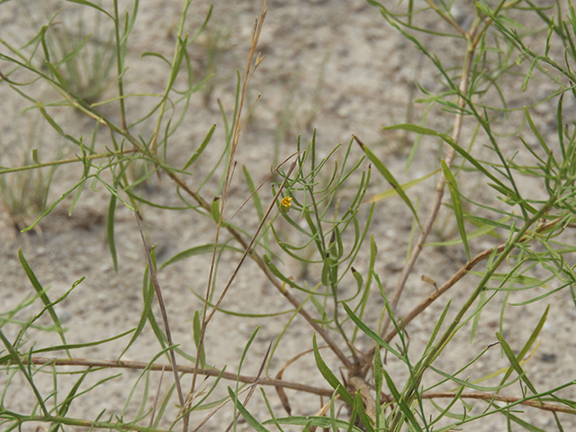 Amphiachyris amoena (Texas broomweed) #88946