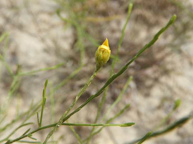 Amphiachyris amoena (Texas broomweed) #88955