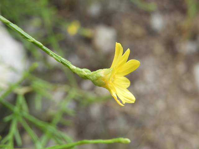 Amphiachyris amoena (Texas broomweed) #88968