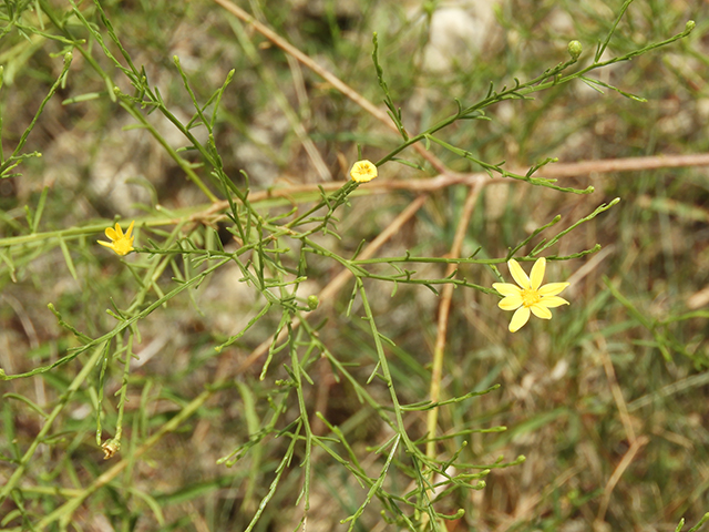Amphiachyris amoena (Texas broomweed) #88973