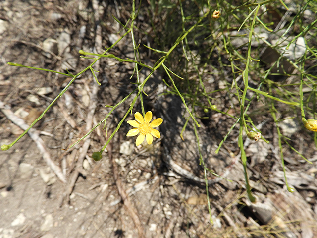 Amphiachyris amoena (Texas broomweed) #88977