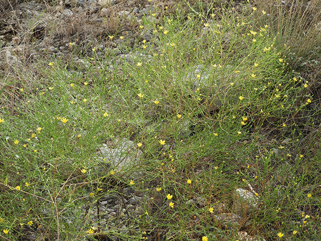 Amphiachyris amoena (Texas broomweed) #88981