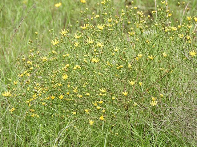 Amphiachyris amoena (Texas broomweed) #88995
