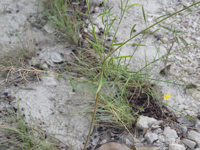 Amphiachyris dracunculoides (Prairie broomweed) #88998