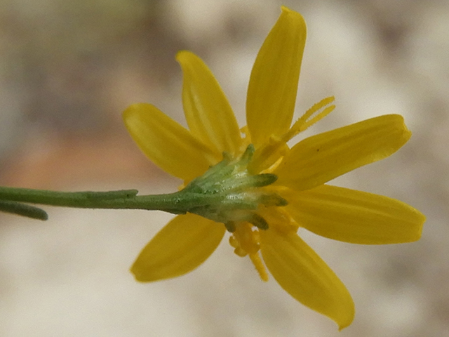 Amphiachyris dracunculoides (Prairie broomweed) #89013
