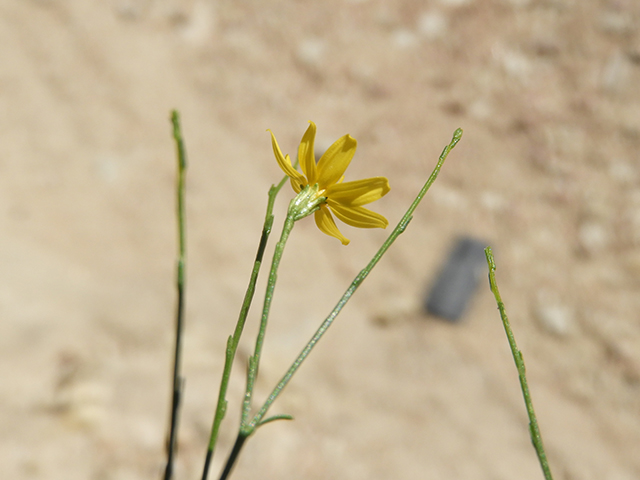 Amphiachyris dracunculoides (Prairie broomweed) #89018