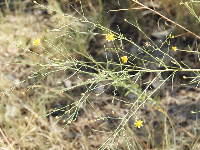 Amphiachyris dracunculoides (Prairie broomweed) #89020