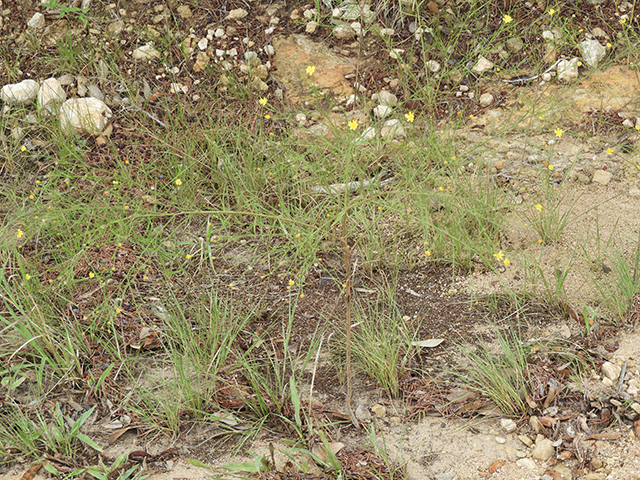 Amphiachyris dracunculoides (Prairie broomweed) #89023